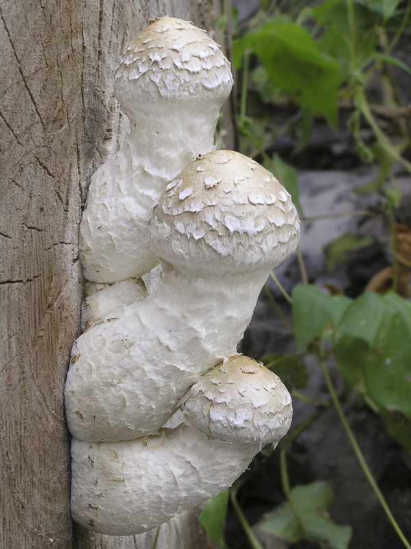 Hemipholiota populnea